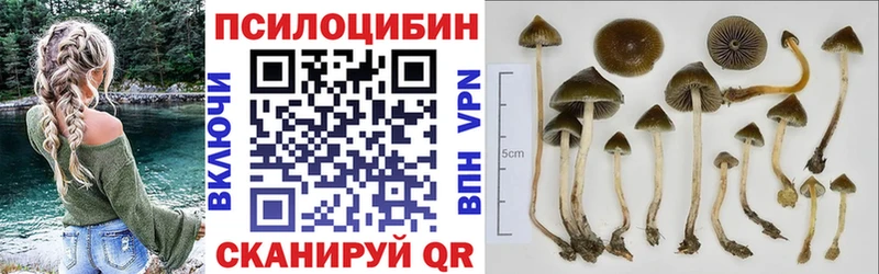 Псилоцибиновые грибы мицелий  Каргат 